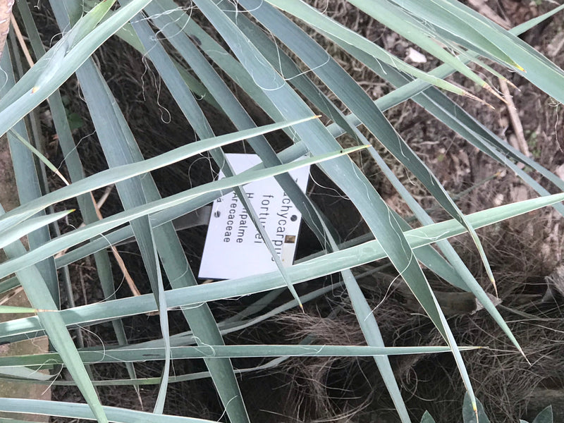 Blauwgroene, zwaardvormige bladeren van een yucca met kenmerkende randdraden bedekken een plantenlabel.