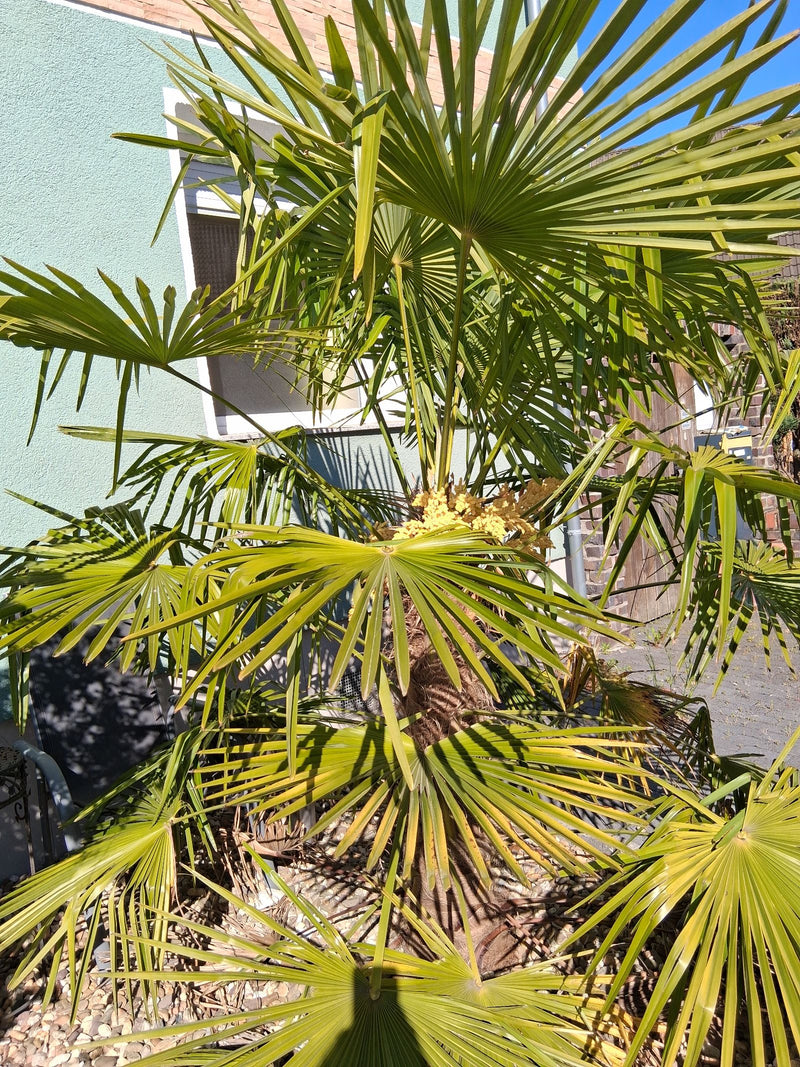 Te zien is een Chinese waaierpalm met zijn typische grote waaierbladeren en een gele bloeiwijze. De plant staat in een tuin voor een huismuur.