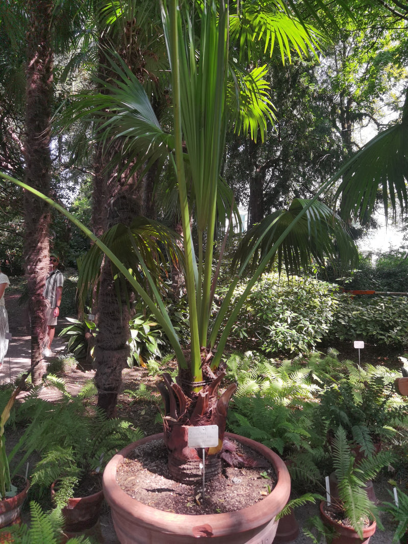 Chinese paraplupalm — Bild 1