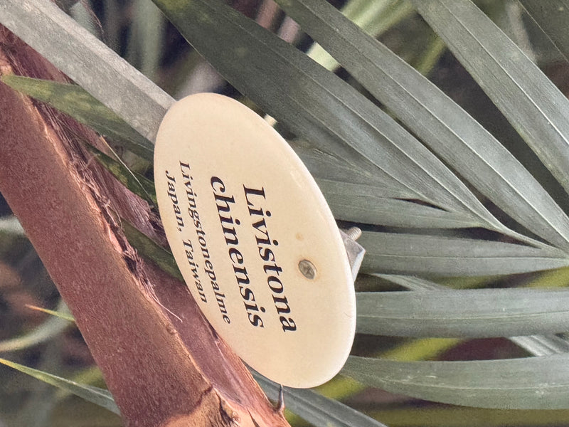 Detailopname van de bladeren van een Chinese waaierpalm met een soortlabel.