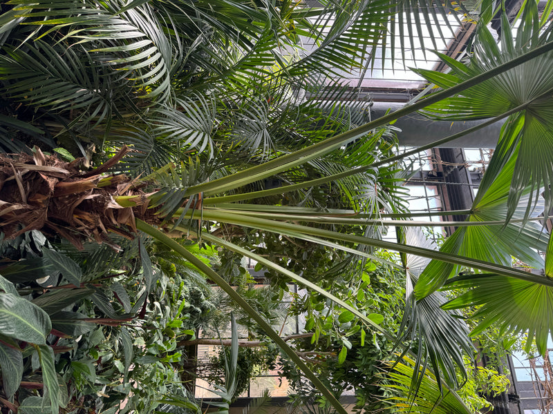 Een waaierpalm met lange bladstelen en karakteristieke waaiervormige bladeren groeit in een kas te midden van weelderige vegetatie.