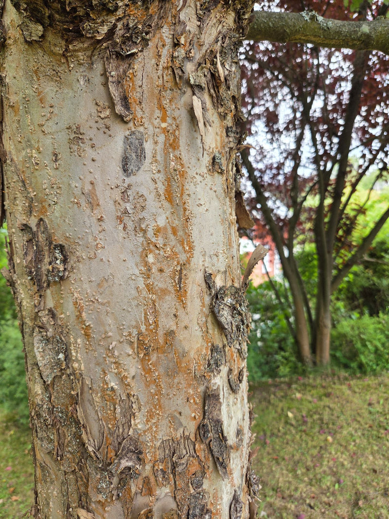 Chinese iep — foto 1 van 3