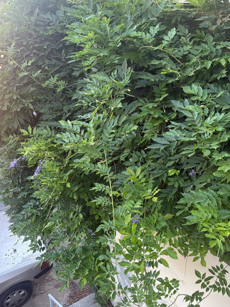De afbeelding zeigt een grote klimplant van de Chinese blauweregen met weelderig groen blad en verspreide paarse bloemen. De plant klimt tegen een lichte hui...