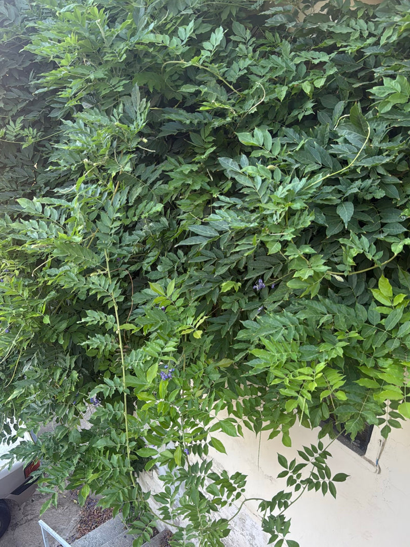 Een dichte verzameling groene bladeren en ranken van de Chinese blauweregen die tegen een muur op groeien is te zien. Enkele kleine bloemen zijn zichtbaar.