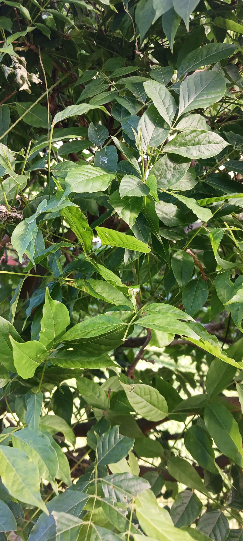 De kenmerkende, geveerde groene bladeren en ranken van de Chinese blauweregen zijn zichtbaar. De plant groeit dicht bebladerd.