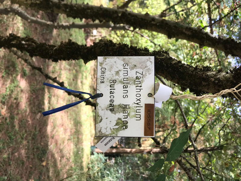 Chinesischer Pfeffer — foto 4 van 4