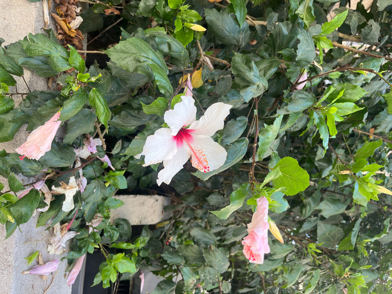 De foto toont een open witte bloem met een rood hart en knoppen van een Chinese roos. De bloem wordt omringd door de typische groene, getande bladeren van de...