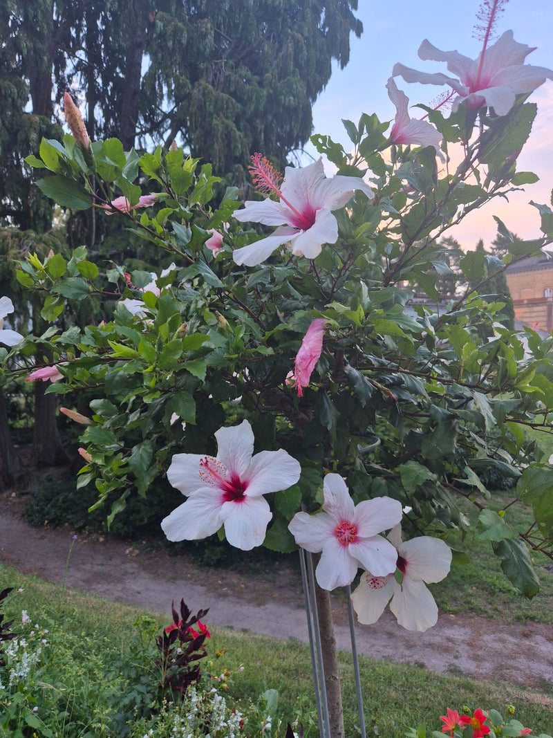 Te zien is een bloeiende Chinese roos met grote, lichte bloemen en donker blad. De plant staat buiten in een park- of tuinomgeving.