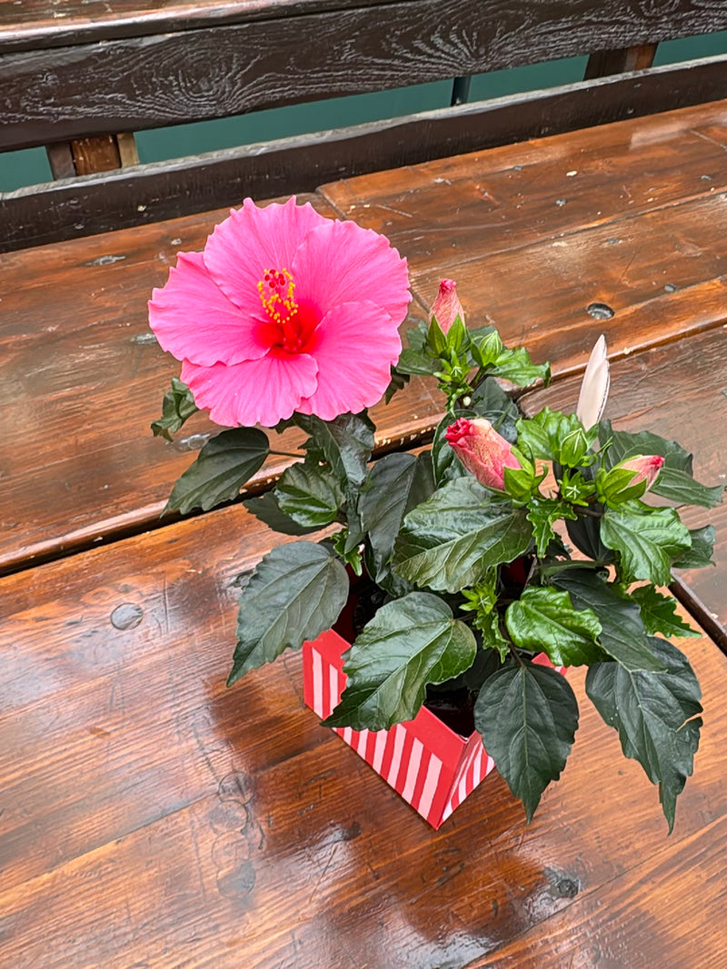 Te zien is een Chinese roos met een geopende roze bloem en verschillende knoppen. De potplant staat op een houten oppervlak.