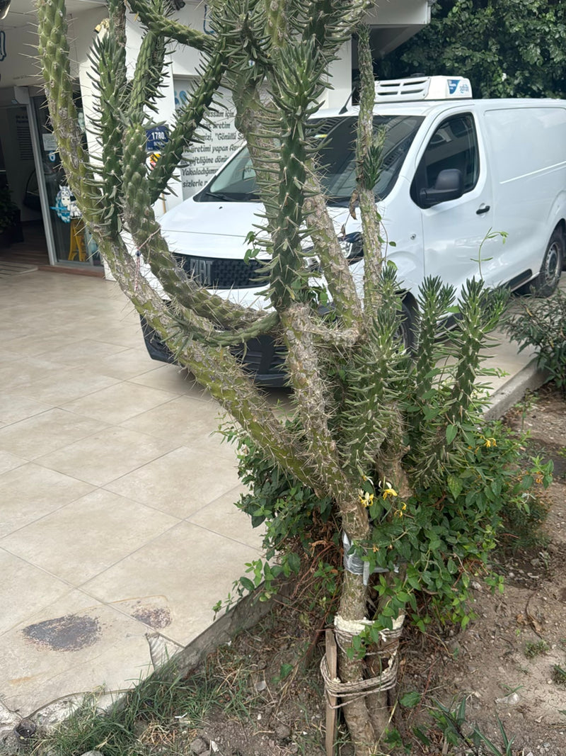 Cholla-cactus (geslacht) — Bild 2