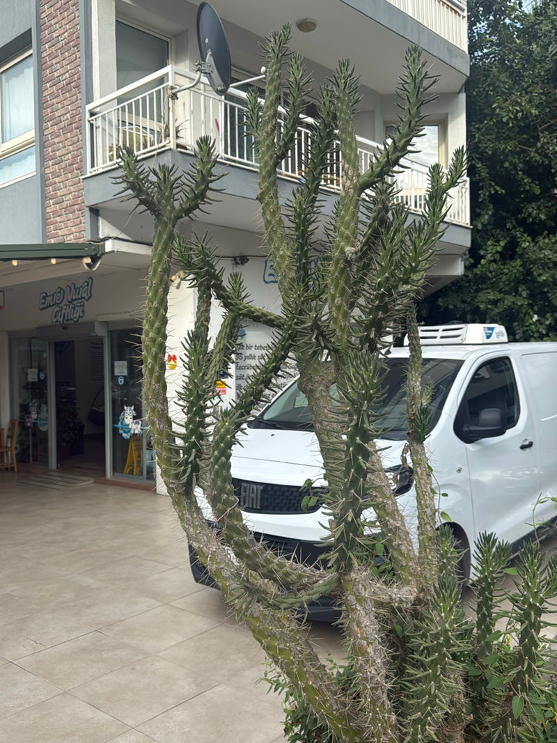 Cholla-cactus (geslacht) — Bild 1