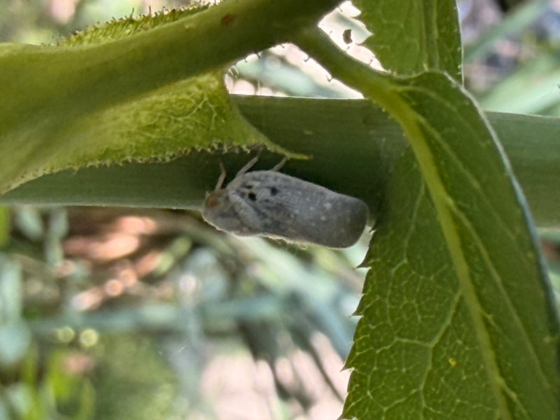 Citrusbladige bladeren — Bild 1