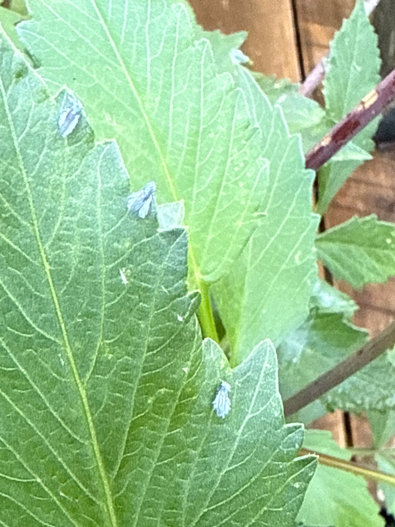 Meerdere exemplaren van de citruscicade met hun kenmerkende blauwgrijze waslaag zitten op de randen van groene bladeren.