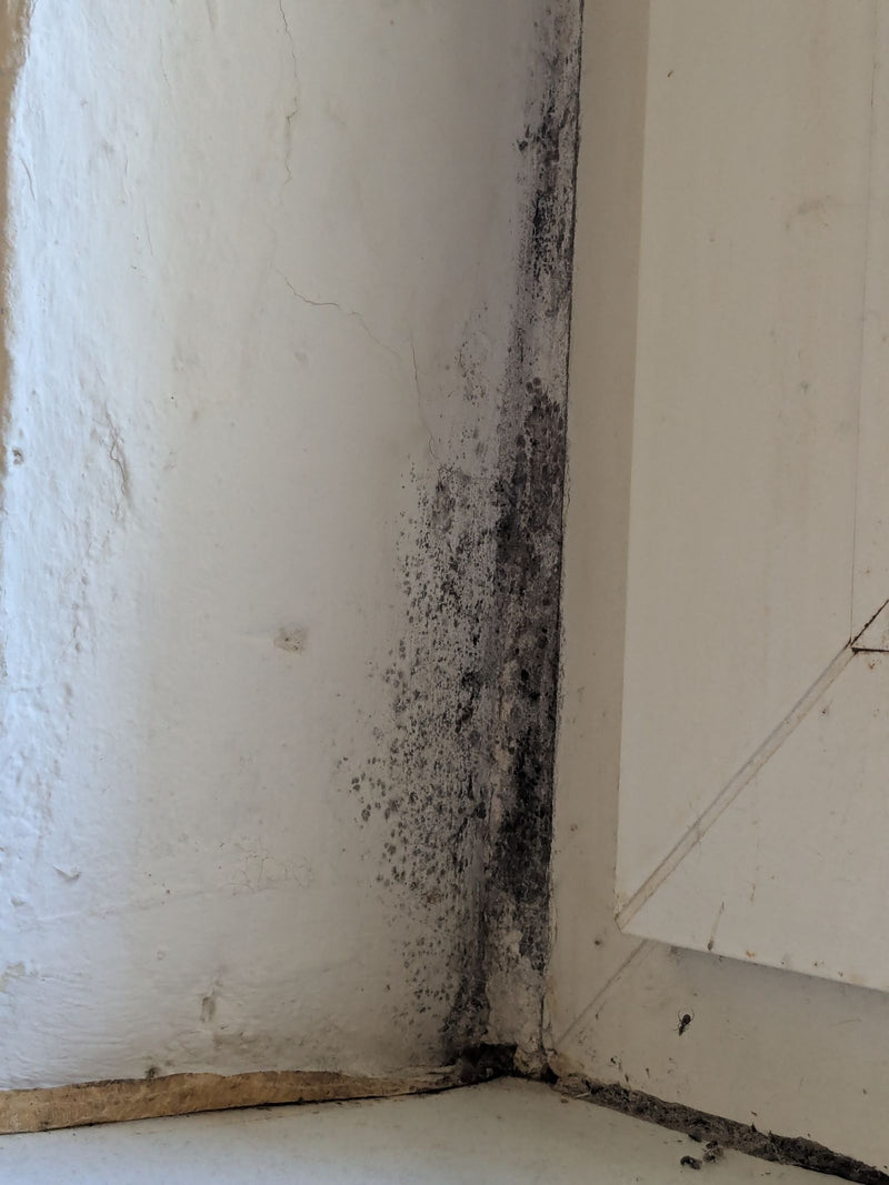 Op een lichte muur in de hoek van een kamer is donkere schimmelgroei te zien. De vlekken strekken zich uit langs de rand.
