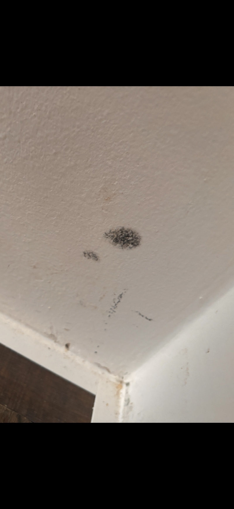 Op de lichte muur is een donkere vlek van zwarte schimmel te zien. Typisch vormt deze schimmel daar zichtbare kolonies.