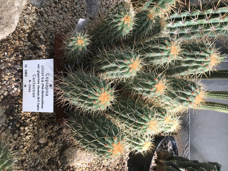 Copiapoa cinerea var. gigantea — foto 1 van 1
