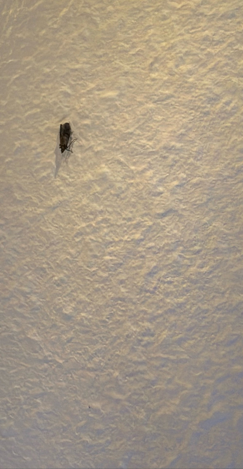 Een indische meelmot rust in een stationaire positie op een gestructureerde, lichte muur. Het insect is duidelijk zichtbaar.
