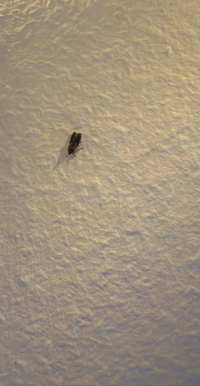 Een indische meelmot zit op een lichte, gestructureerde muur. Het insect rust rustig uit.