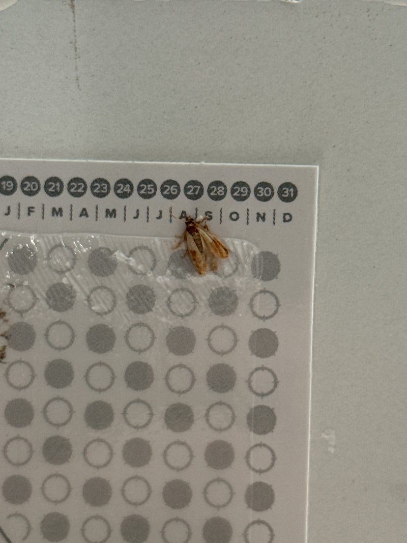 De afbeelding toont een indische meelmot rustend op een papierkalender aan een muur. De kenmerkende tweekleurige vleugels van de mot zijn duidelijk zichtbaar.