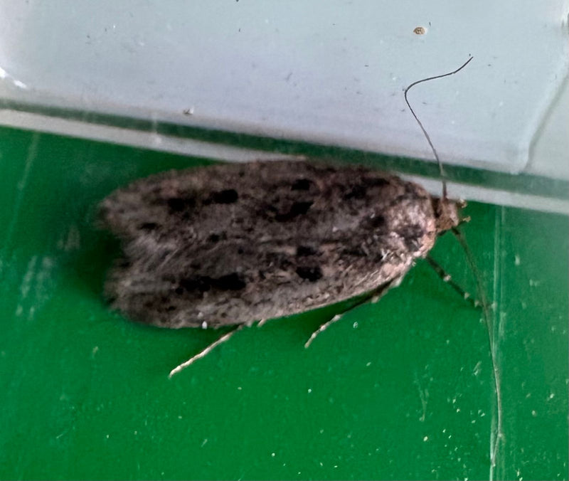 Een indische meelmot rust op een groen, glad oppervlak. De typische vleugelpatronen zijn goed te zien.
