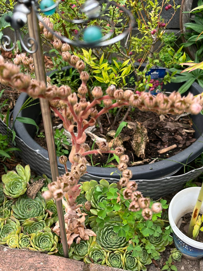 Te zien is een huislook met groene bladrozetten en een grote, opgedroogde bloeiwijze in een tuibed. De vlezig bladeren vormen dichte kussens op de grond.