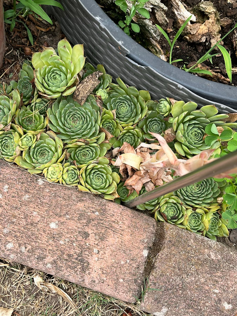 Te zien is een dichte groep huislook met vlezige rozetbladeren. De planten groeien direct naast een stenen muur en de rand van een bloemperk.