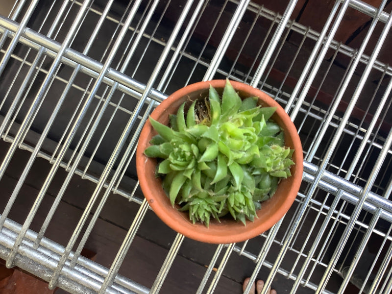 De afbeelding toont een huislook in een kleine terracotta pot op een metalen rooster. De vetplant vertoont dichte bladrozetten.