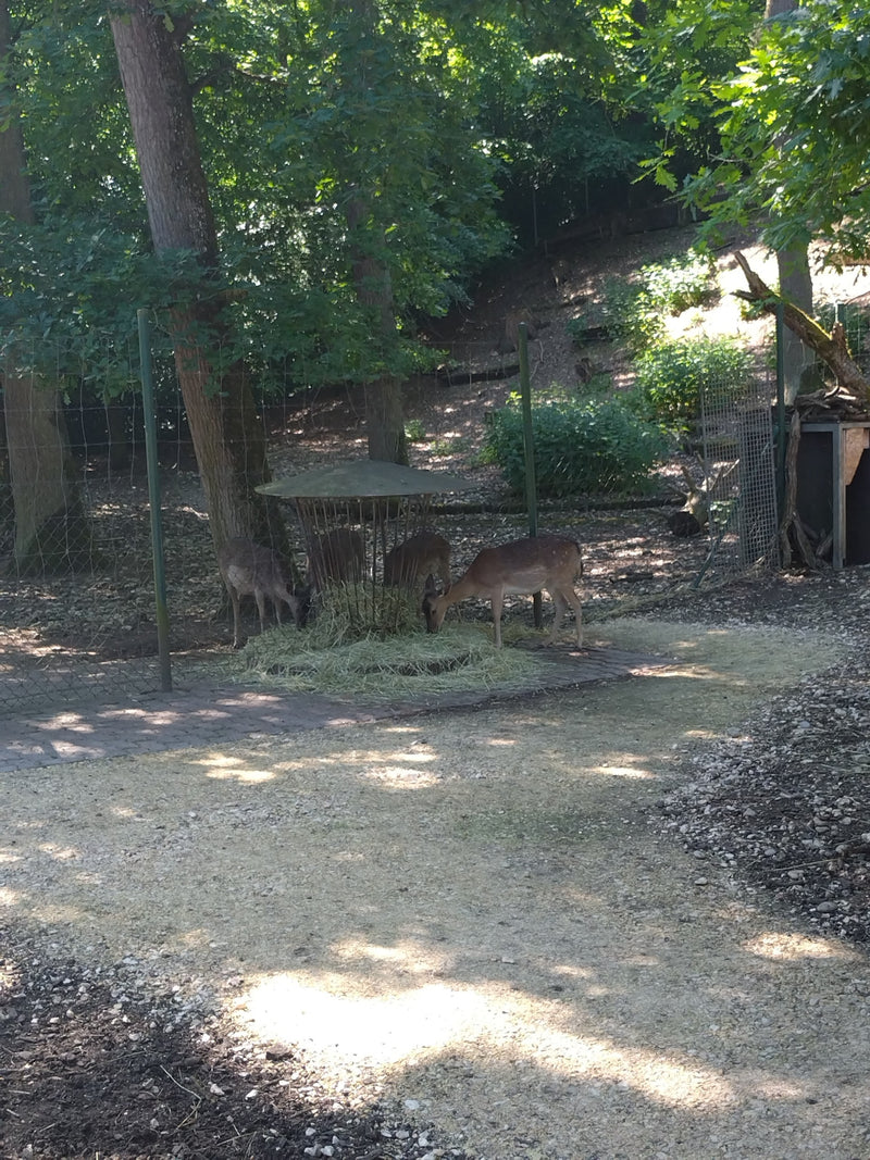 Damhirsch — Bild 3