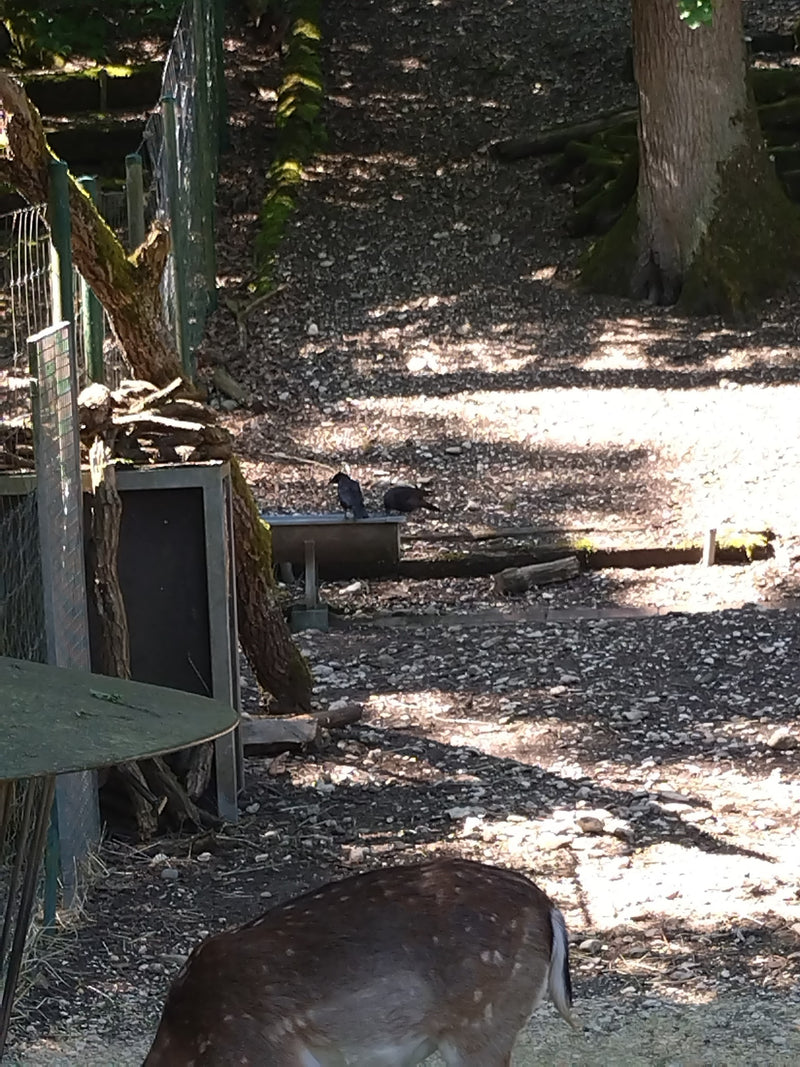 Damhirsch — Bild 2