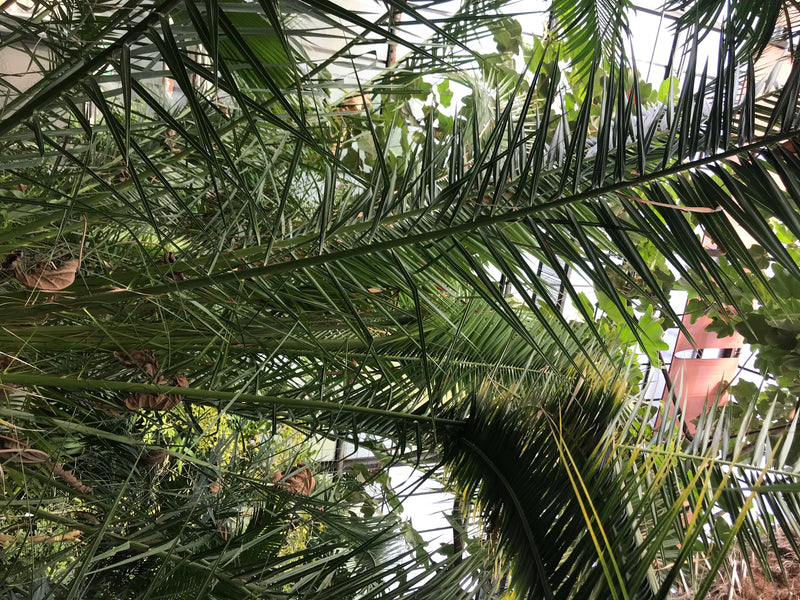Dattelpalme (Sämling) — foto 1 van 4