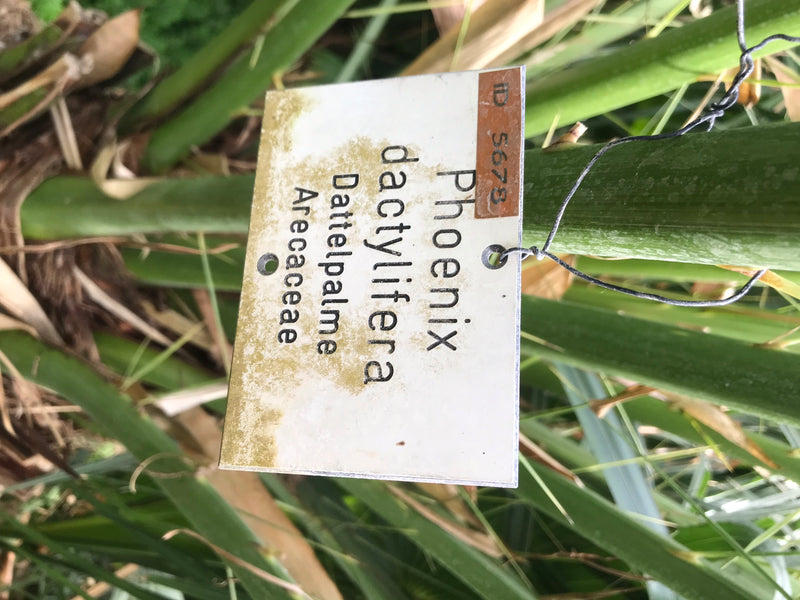 Dattelpalme (Sämling) — foto 4 van 4