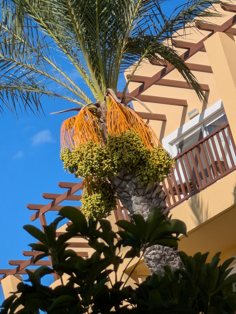 Dattelpalme (Sämling) — foto 3 van 4