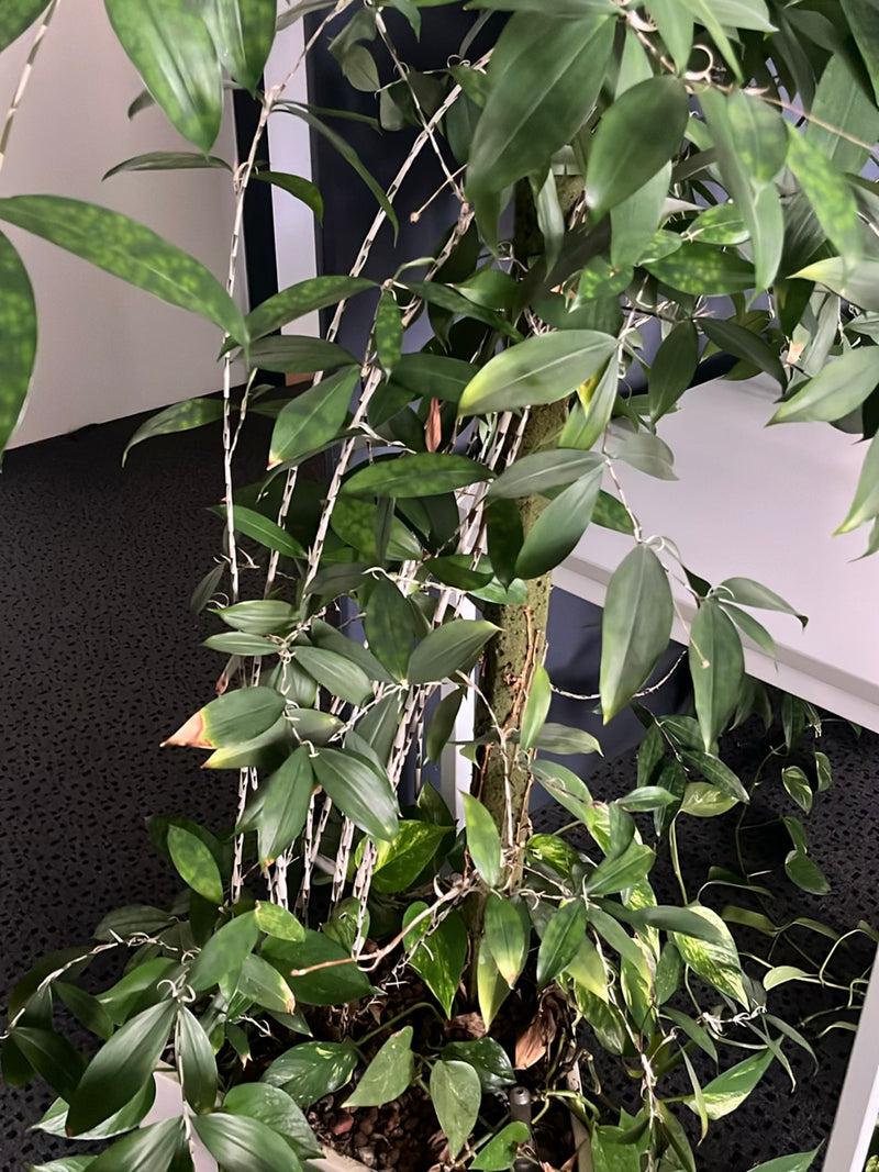 Dendrobium-Orchidee — Bild 3