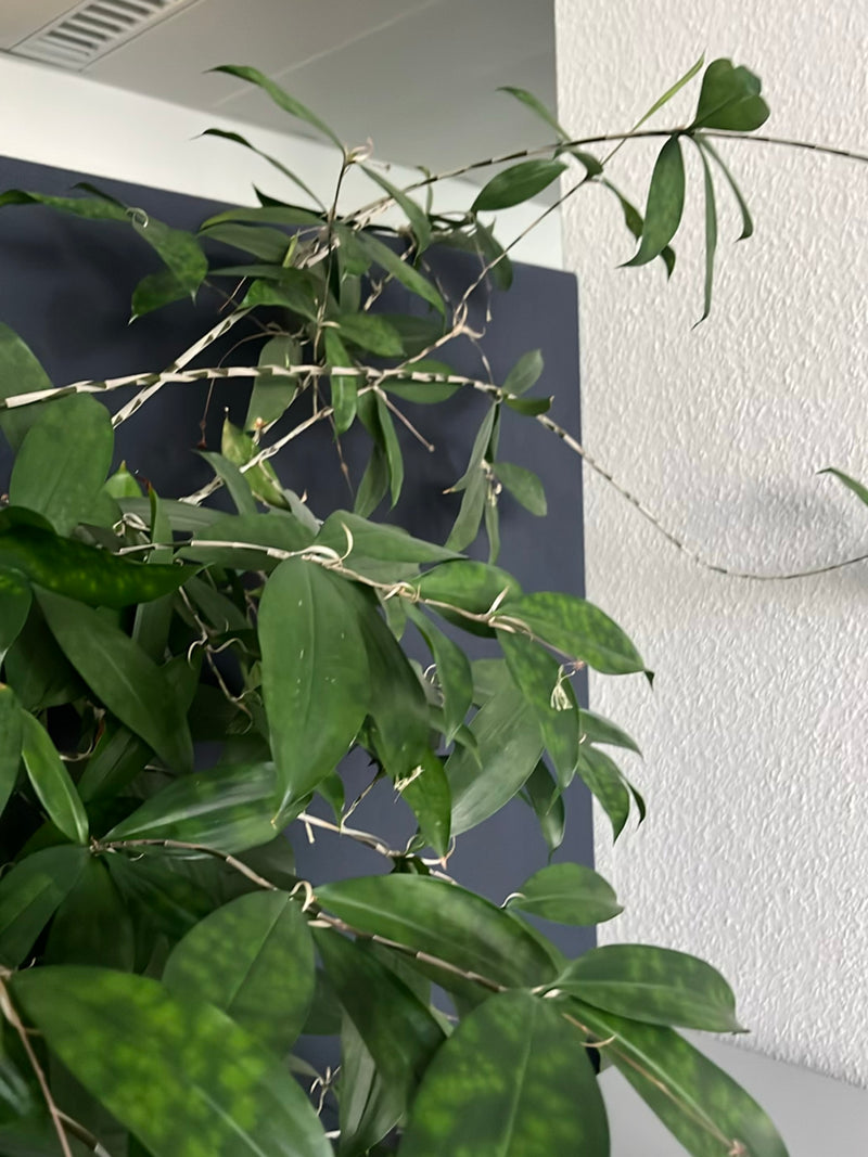 Dendrobium-Orchidee — Bild 1