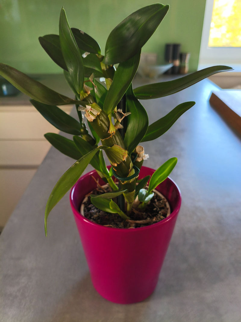 Een Dendrobium-orchidee met stevige groene bladeren en pseudobulben staat in een roze overpot op een tafel.