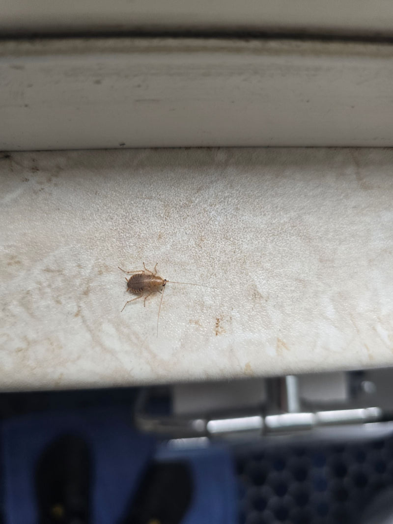 Een jonge Duitse kakkerlak zit op een lichte ondergrond en steekt zijn lange sprieten naar voren. Het insect is duidelijk zichtbaar.