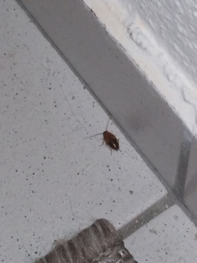 De afbeelding toont een Duitse kakkerlak die over een lichte tegelvloer loopt nabij een plint. Het insect is duidelijk zichtbaar binnenshuis.