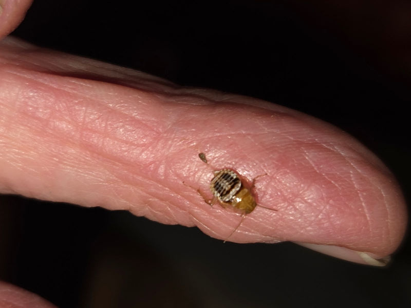 Een nimf van de Duitse kakkerlak zit op een menselijke vinger. Het kleine insect is duidelijk zichtbaar.