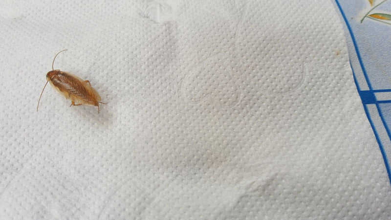 De afbeelding toont een Duitse kakkerlak zittend op een wit papieren doekje. Het insect heeft zijn typische lichtbruine kleur.
