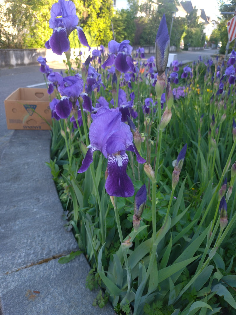 Duitse iris — Bild 1
