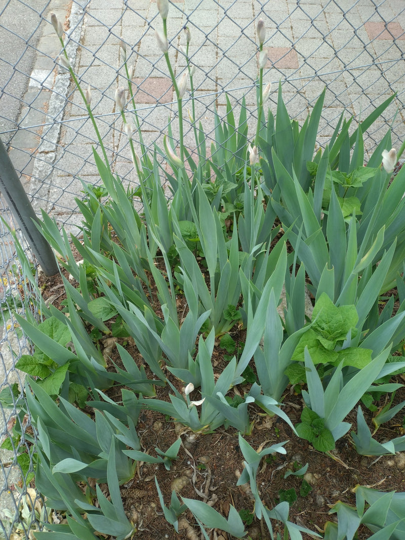 Een groep Duitse lisdodde-achtige iris is te zien met opvallende zwaardvormige bladeren en rechtopstaande bloemstengels met knoppen. De plant groeit in een p...
