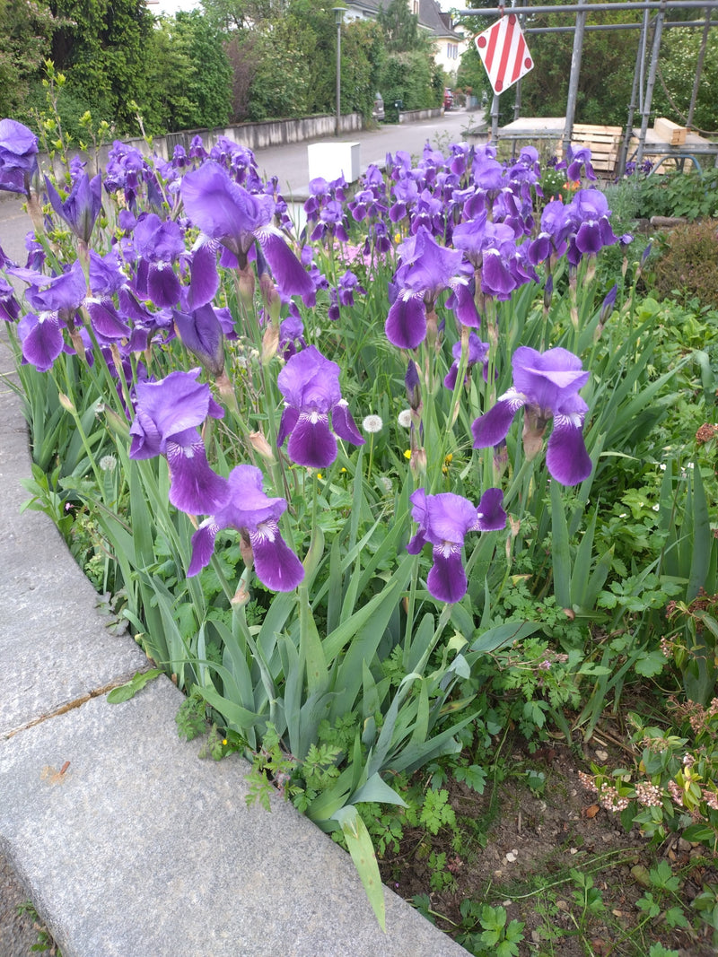 De afbeelding toont een groep bloeiende Duitse irissen met karakteristieke paarse bloemen. Ze groeien in een bloemperk vlak langs de kant van de weg.
