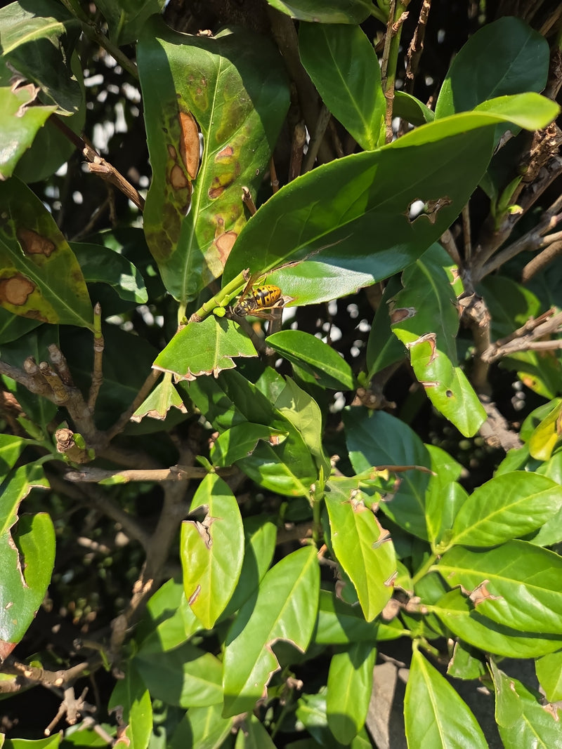 Duitse wesp — Bild 3