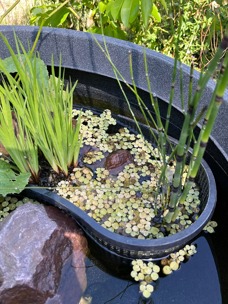 Een Duitse wes zit op de rand van een plantenbak vol waterplanten. Het insect is duidelijk zichtbaar.