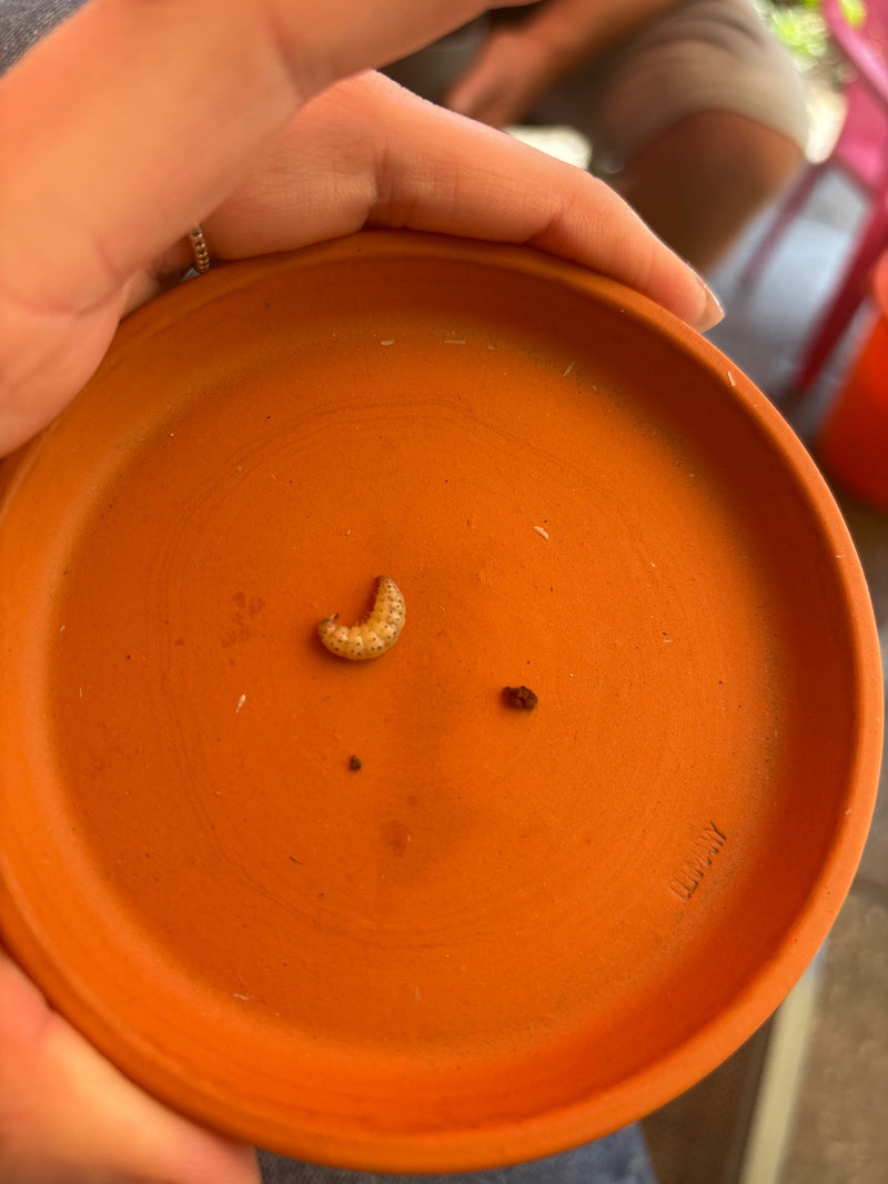 Een C-vormig gekromde, witachtige larve van een lapsnuitkever ligt op een terracotta schotel.