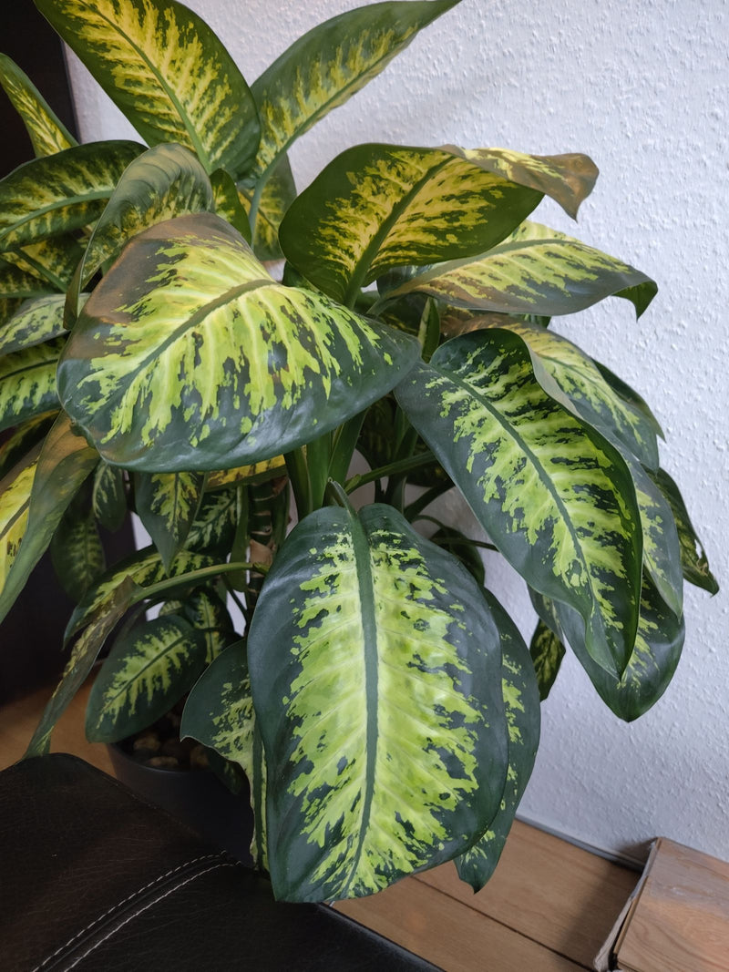 Er is een weelderige Dieffenbachia te zien met grote, groen-geel gevlekte bladeren. De kamerplant staat in een pot voor een witte muur.