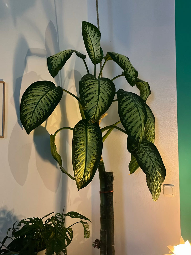 Te zien is een dieffenbachia met grote, wit-groen gem_armerde bladeren binnenshuis. De kamerplant staat voor een lichte muur.