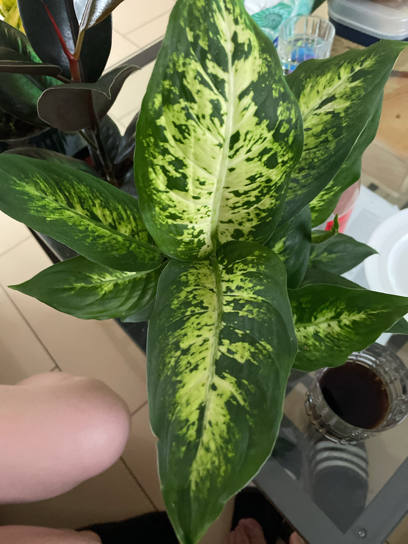De foto toont van bovenaf een gezonde dieffenbachia met haar karakteristieke licht- en donkergroen gevlekte bladeren. De plant staat binnen op een tafel.