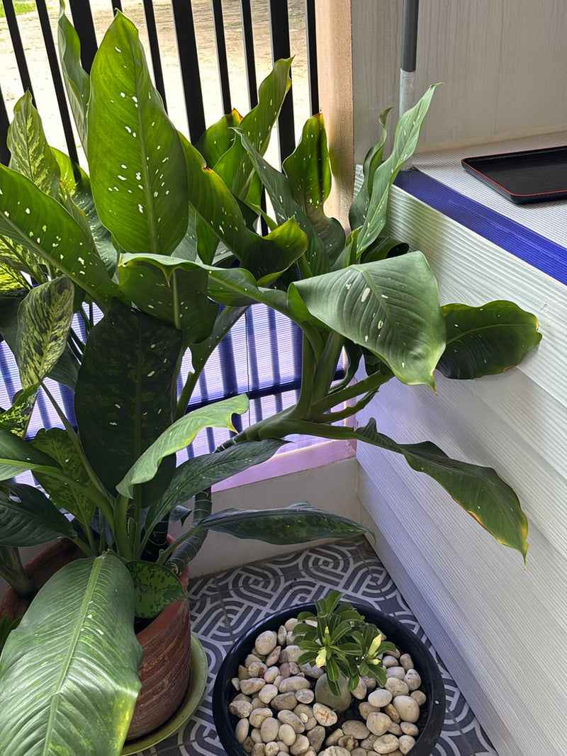 Een gezonde Dieffenbachia-plant met grote, gemene bladeren is te zien in een pot. De plant staat op een tegelvloer.
