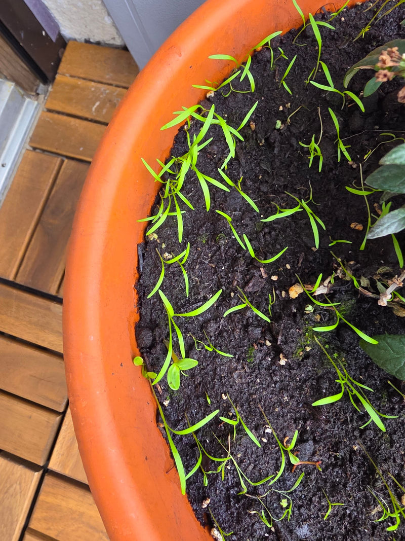 Talrijke jonge dillezaailingen die ontkiemen in vochtige potgrond in een plantenbak.